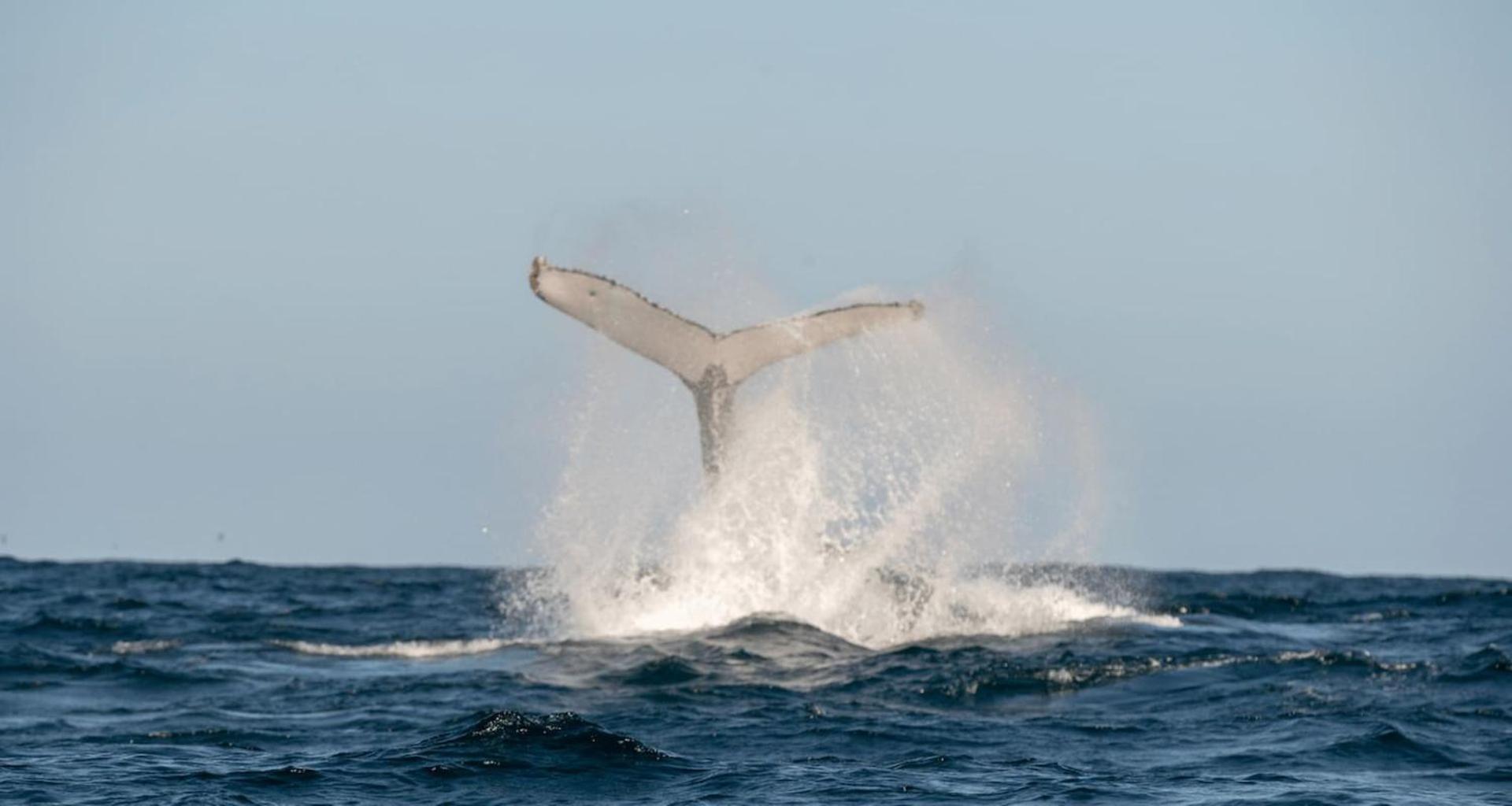 Вилла Baydream - Belle Escapes Jervis Bay Винсентия Экстерьер фото